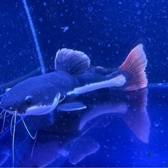 (生体)レッドテールキャット　40cmくらい！健康体な子です。の画像