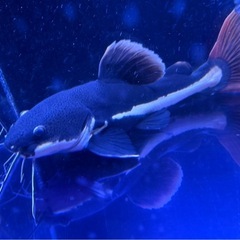 レッドテールキャット　40cmくらい。の画像