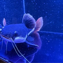 レッドテールキャット　40cmくらい。の画像