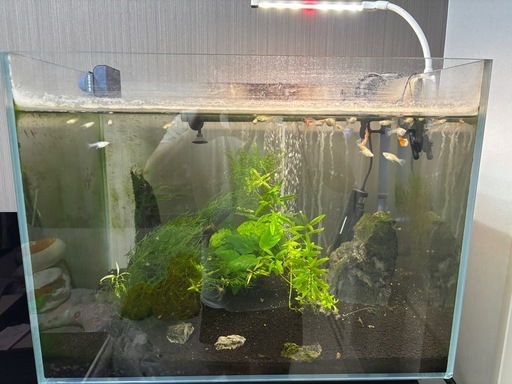 グッピー、水槽、濾過器、流木、などなど