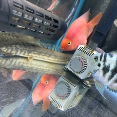 ビキールラプラディの画像