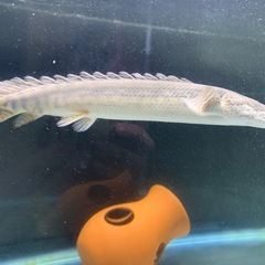 ビキールラプラディの画像