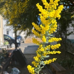ミモザ　イベント出店の画像