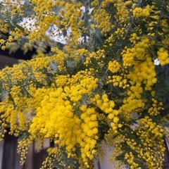 ミモザ　イベント出店の画像