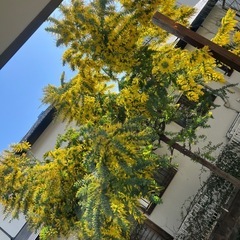 ミモザ　イベント出店の画像