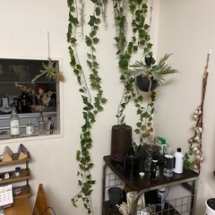 　ビカクシダ フェイクグリーン 吊り下げ鉢 バークチップ使用 NO2 の画像