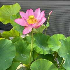 大和ハス株分けの画像