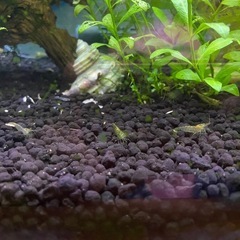 ミナミヌマエビと水草
の画像