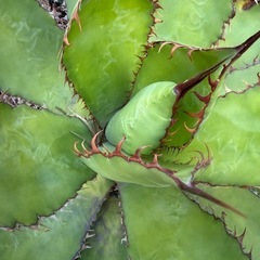 アガベ　ボビコルヌータカウズホーン大株の画像