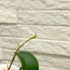 ★お値下げ★〈1〉観葉植物 フィカス ベンジャミン バロック プレステラ75型 プラ鉢 受け皿無し　の画像