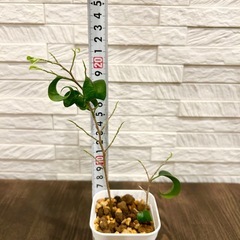 ★お値下げ★〈1〉観葉植物 フィカス ベンジャミン バロック プレステラ75型 プラ鉢 受け皿無し　の画像