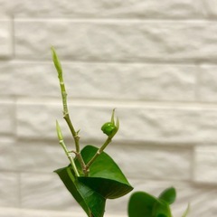 ★お値下げ★〈2〉観葉植物 フィカス ベンジャミン バロック プレステラ75型 プラ鉢 受け皿無し　の画像