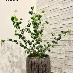 ★お値下げ★〈3〉観葉植物 フィカス ベンジャミン バロック プレステラ75型 プラ鉢 受け皿無し　の画像