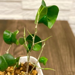 ★お値下げ★〈5〉観葉植物 フィカス ベンジャミン バロック プレステラ75型 プラ鉢 受け皿無し　の画像