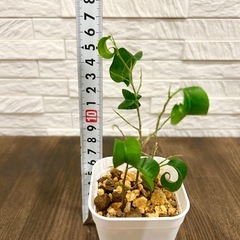 ★お値下げ★〈6〉観葉植物 フィカス ベンジャミン バロック プレステラ75型 プラ鉢 受け皿無し　の画像