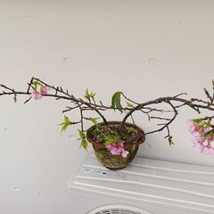 植物【鉢植え：寒緋桜】１鉢のみの画像