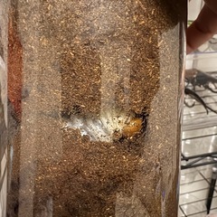 ニジイロクワガタ　3齢幼虫(対面引き渡し用)の画像