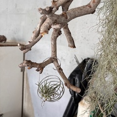 ウスネオイデス🌿観葉植物🌿の画像