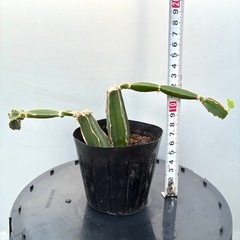 ＊シッサス 多肉植物＊の画像