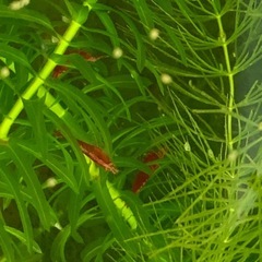 赤いミナミヌマエビ5匹500円！の画像