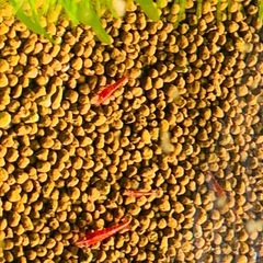 赤いミナミヌマエビ5匹500円！の画像