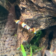 高グレード　黒ビーシュリンプ　15匹　5,000円の画像