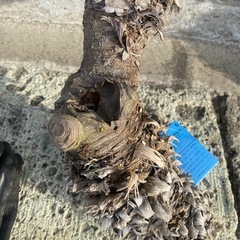 ユッカグロリオサ、アツバキミガヨラン、の画像