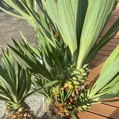 大株、１４頭、ユッカグロリオサ、アツバキミガヨラン、の画像