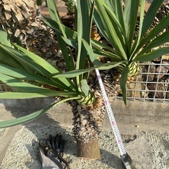 大株、１４頭、ユッカグロリオサ、アツバキミガヨラン、の画像