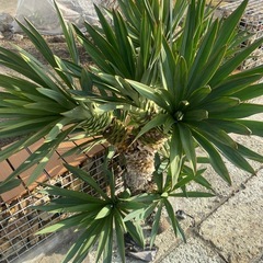 大株、１４頭、ユッカグロリオサ、アツバキミガヨラン、の画像