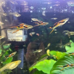 熱帯魚　　エンドラーズグッピーの画像