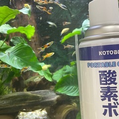 熱帯魚　　　　　　　　オトシンネグロの画像