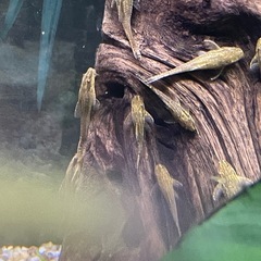 熱帯魚　　　　　　　　オトシンネグロの画像