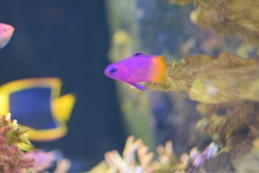海水魚