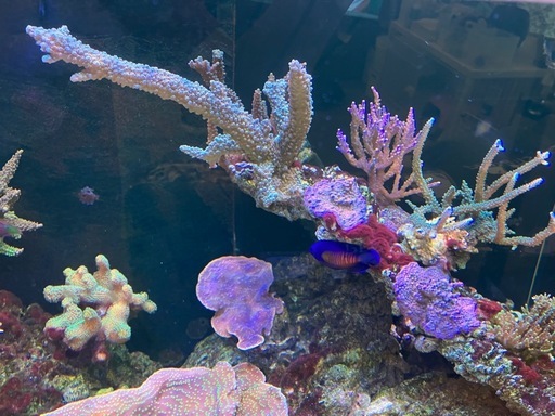 海水魚