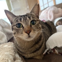 モネちゃん (アネモネ姉妹)