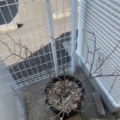 アロニアベリーの木の画像