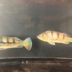 熱帯魚 引き取り希望の画像