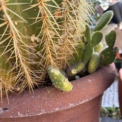 巨大サボテン　鉢つき　大型サボテン　ビッグサボテン　　の画像