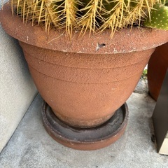 巨大サボテン　鉢つき　大型サボテン　ビッグサボテン　　の画像