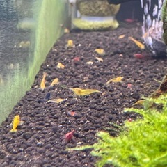 イエローチェリーシュリンプ　５匹＋１匹の画像