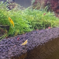イエローチェリーシュリンプ　５匹＋１匹の画像