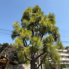 大王松　の画像