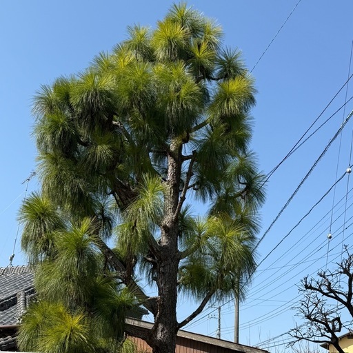 大王松1株　お譲りします 大王松1株 お譲りします
