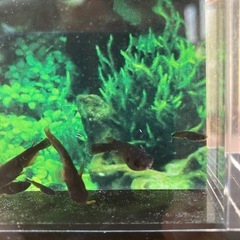 ★メダカ★五式ブルーアイ　ダルマ含むの画像