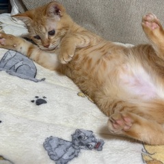 懐っこく甘えん坊のチャトラの女の子