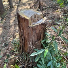 無料でいいです。薪ヒノキの画像