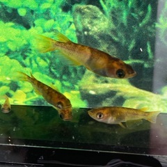 ★メダカ★猿墨の画像
