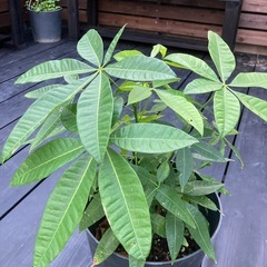 観葉植物🪴パキラ✨の画像