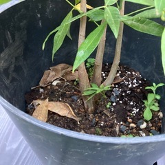 観葉植物🪴パキラ✨の画像